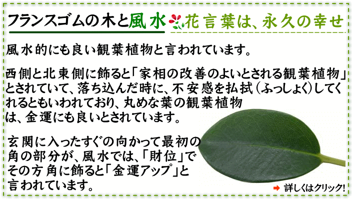 フランスゴムの木 花言葉