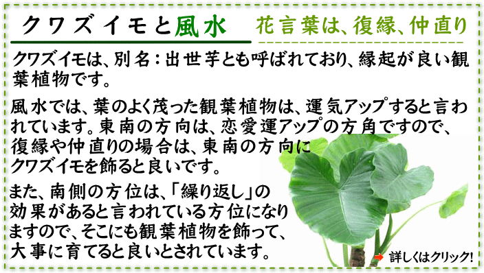 観葉植物のクワズイモと風水