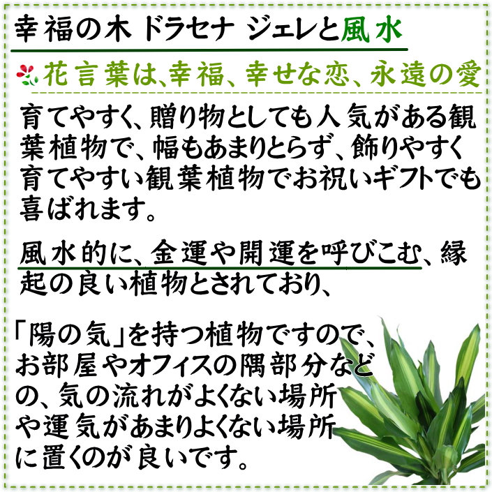 ドラセナ ジェレ 8号 陶器鉢 通販 販売｜観葉植物のブルーミングスケープ