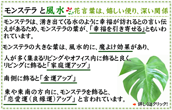 モンステラ 花言葉