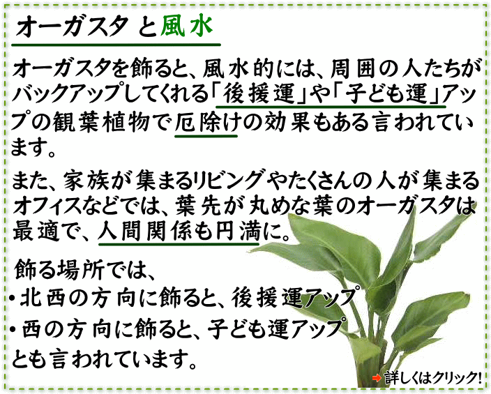 オーガスタの花言葉