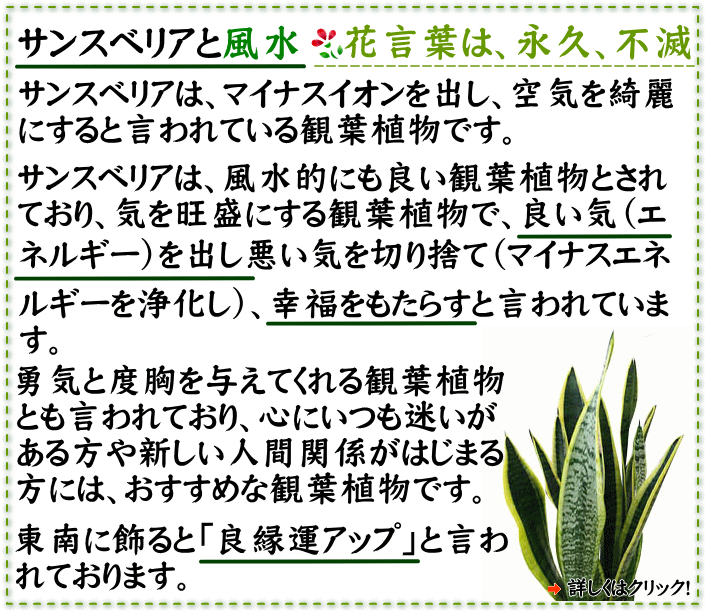 サンセベリア ハーニー ハニーボニー の種木 通販 販売 観葉植物のブルーミングスケープ サンセベリア ハーニー ハニーボニー の種木 通販 販売 観葉植物のブルーミングスケープ