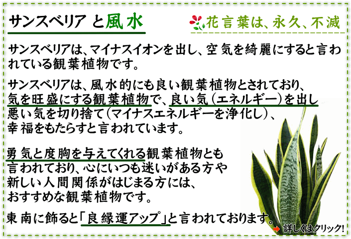 風水 サンスベリア サンスベリアの風水効果とインテリアにおすすめの3選！