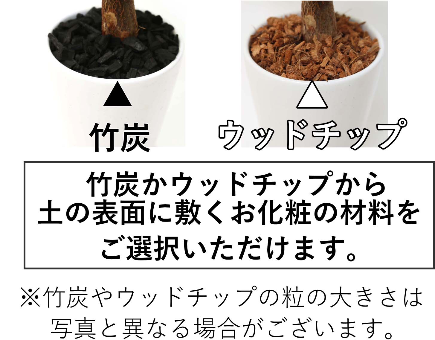 パキラ 4号 陶器鉢 竹炭 or ウッドチップ