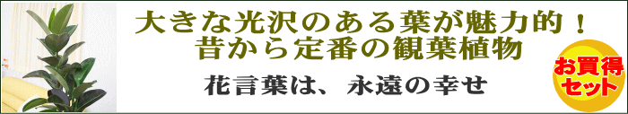 大きな光沢のある葉が魅力のゴムの木は、昔から定番の観葉植物です。花言葉は、永遠の幸せ