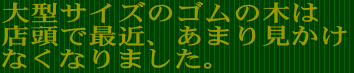 店頭ではあまり見かけない観葉植物