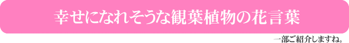 幸せになれそうな観葉植物の花言葉たち