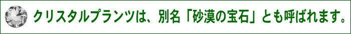 クリスタルプランツは、別名「砂漠の宝石」
