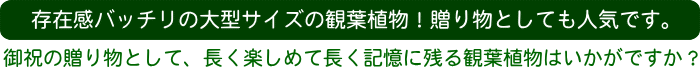 存在感バッチリの大型サイズの観葉植物