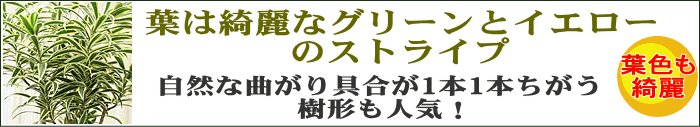 ソング オブ インディア