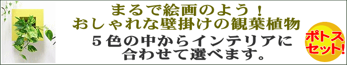 壁掛け観葉植物