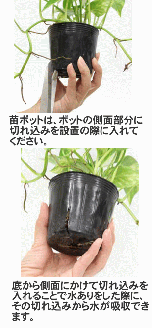 壁掛け観葉植物の側面