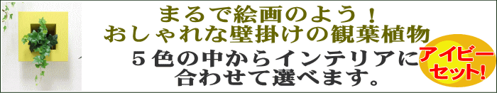 壁掛け観葉植物