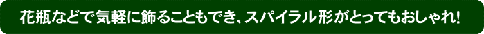 花瓶などで飾ることもでき、スパイラル形がとってもおしゃれ！