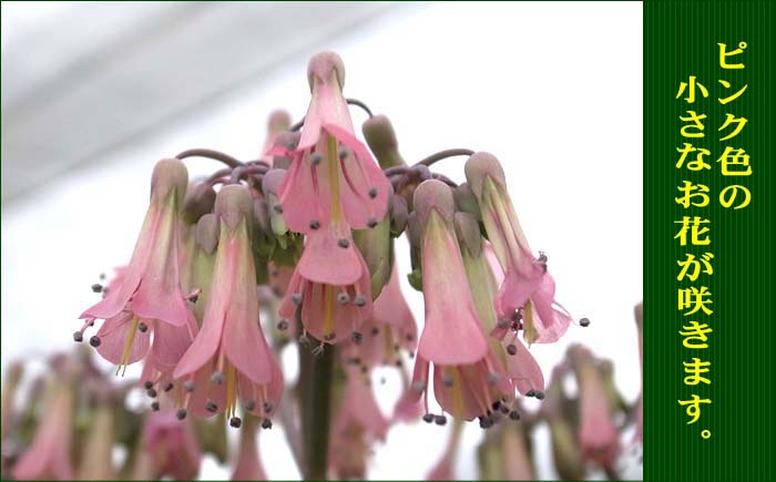 子宝草の花