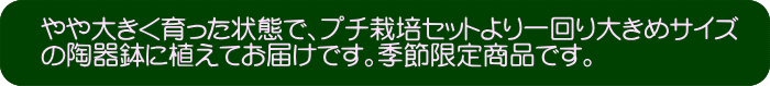 一回り大きめサイズの陶器鉢に植えてお届け