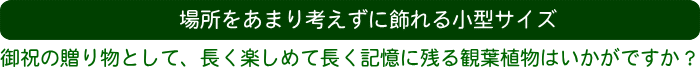 場所をあまり考えずに飾れるタイプの小型サイズ