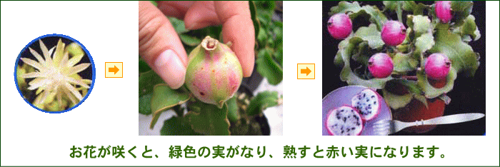 ミニ ドラゴンフルーツ 苗 通販 販売 観葉植物のブルーミングスケープ ミニ ドラゴンフルーツ 苗 通販 販売 観葉植物のブルーミングスケープ