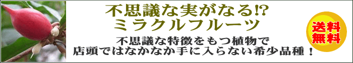 不思議な実がなる!? ミラクルフルーツ