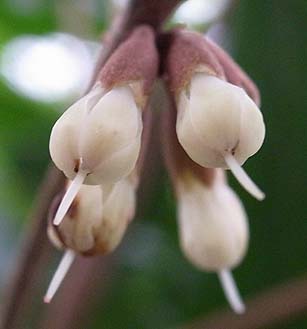 ミラクルフルーツのお花