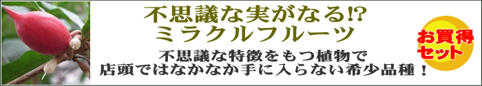 不思議な実がなる!? ミラクルフルーツ