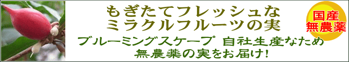 ミラクルフルーツの実