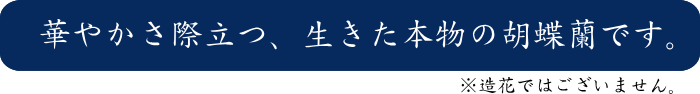 華やかさ際立つ、生きた本物の胡蝶蘭です。