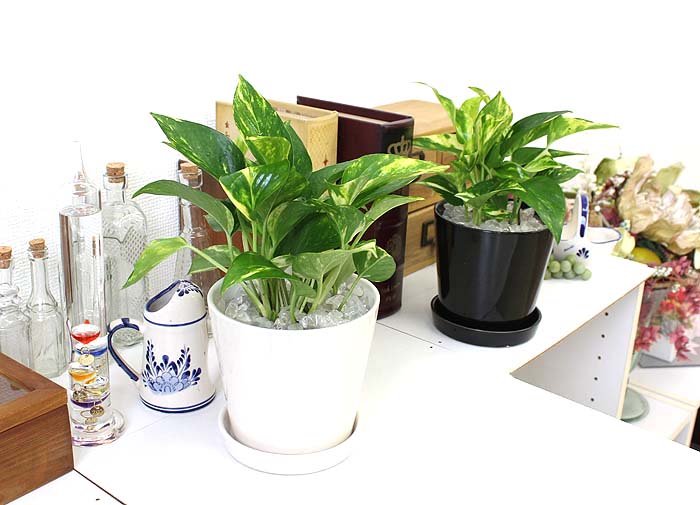 ポトス 通販 販売｜観葉植物のブルーミングスケープ