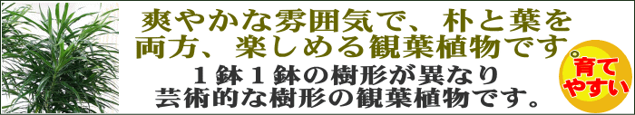 レフレクサ