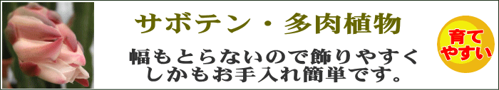 サボテン