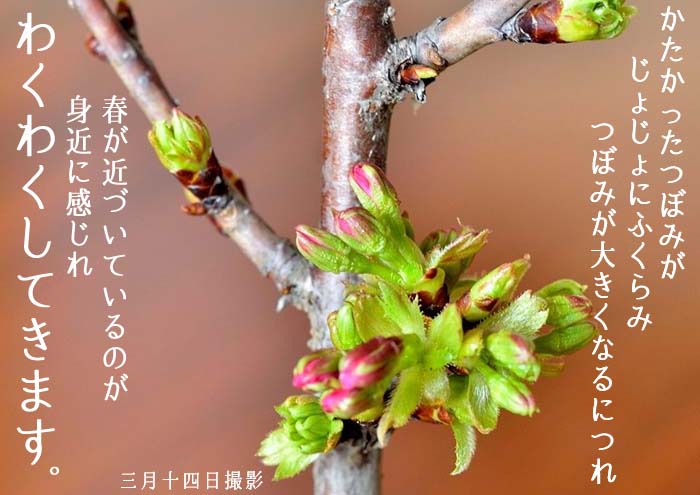 一才桜