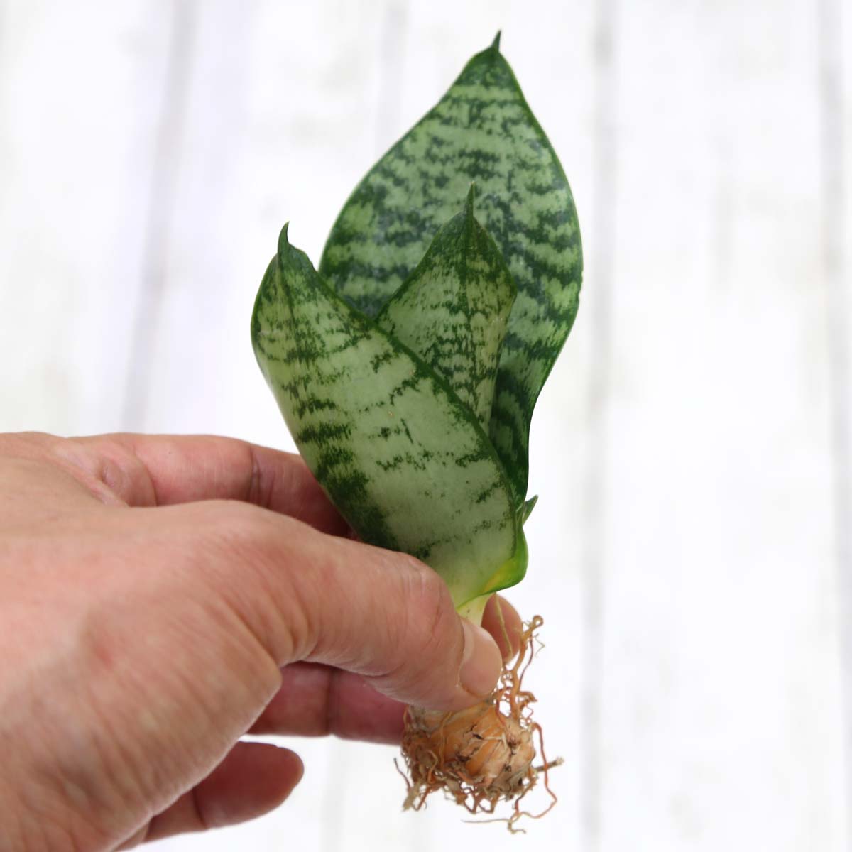 サンセベリア ハーニー コンパクタの種木 通販 販売 観葉植物のブルーミングスケープ