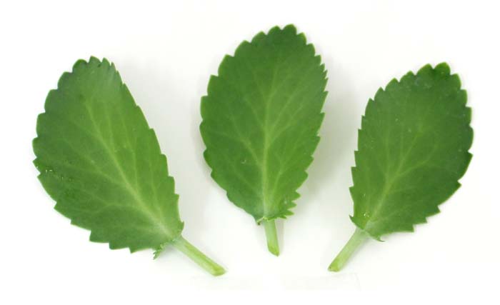 幸福の葉(マザーリーフ） 通販 販売｜観葉植物のブルーミングスケープ