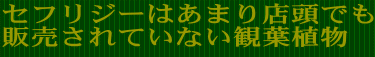 店頭ではあまり見かけない観葉植物