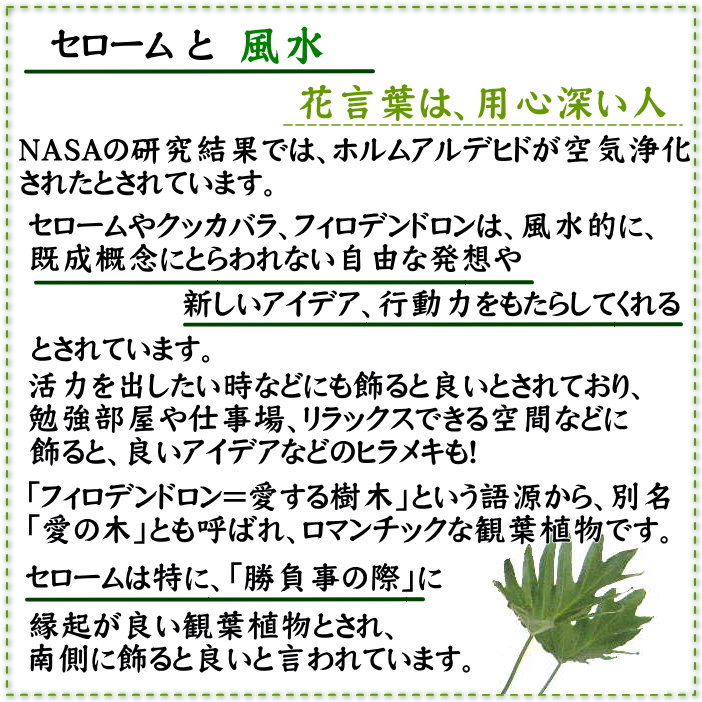 セローム 10号 陶器 通販 販売 観葉植物のブルーミングスケープ