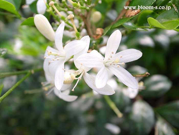 シルクジャスミンの花