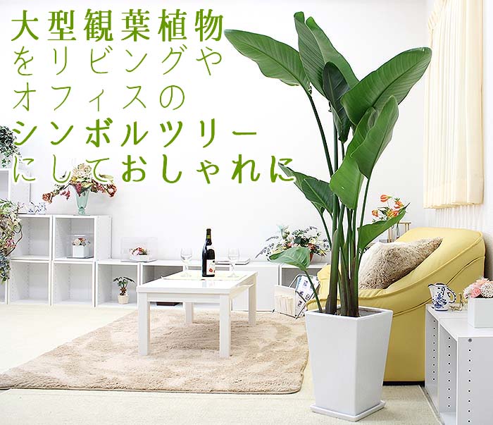 大型 大きめの観葉植物 10号 通販 販売 ブルーミングスケープ