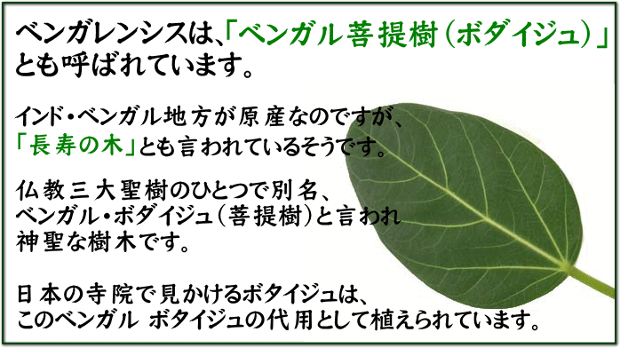 「ベンガル菩提樹（ボダイジュ）」