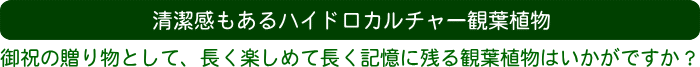 清潔感もあるハイドロカルチャー観葉植物