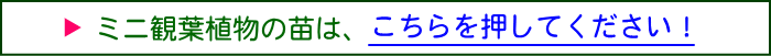 ミニ観葉植物の苗は、こちらを押してください！