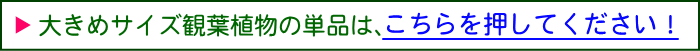 大きめサイズ観葉植物の単品は、こちらを押してください！