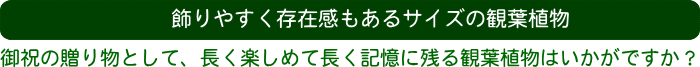 存在感バッチリの大型サイズの観葉植物