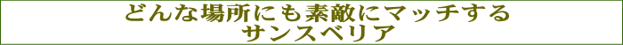 どんな場所にも素敵にマッチするサンスベリア