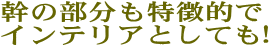 幹の部分も特徴的