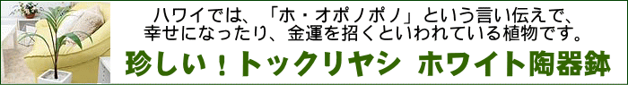 珍しい！トックリヤシが数量限定で入荷！