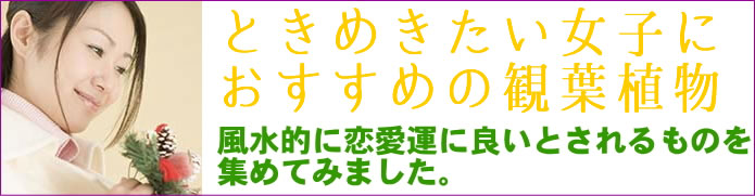恋愛運アップの観葉植物 通販 販売 ブルーミングスケープ
