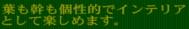 店頭ではあまり見かけない観葉植物