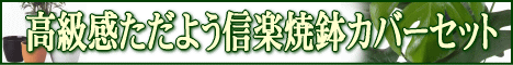 信楽焼鉢カバーの観葉植物