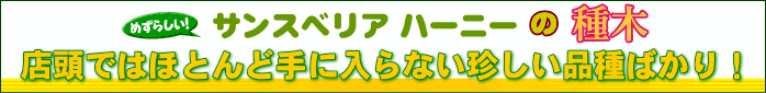 珍しい！サンスベリア ハーニーの種木