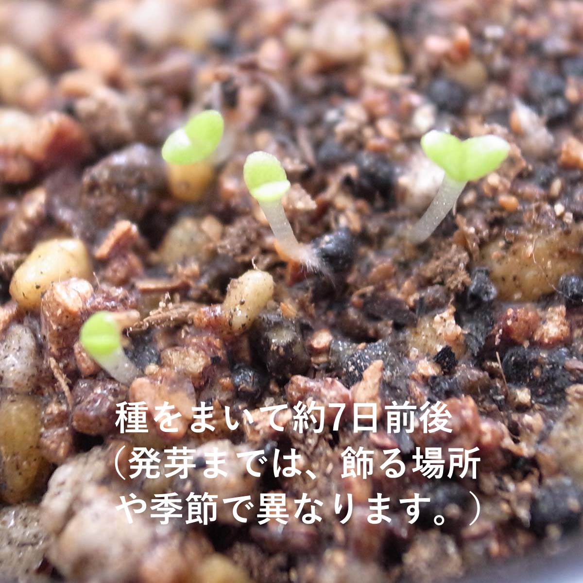 ブルーミングスケープ うさぎの耳 モニラリア 多肉植物 栽培セット 観葉植物 通販 販売 ブルーミングスケープ うさぎの耳 モニラリア 多肉植物 栽培セット 観葉植物 通販 販売